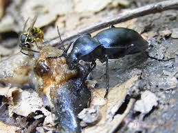 Attēlu rezultāti vaicājumam “Carabus glabratus”