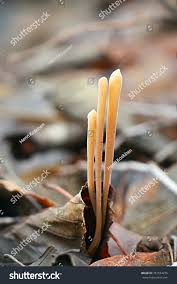 Attēlu rezultāti vaicājumam “Macrotyphula fistulosa”