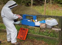 Attēlu rezultāti vaicājumam “Dryophilocoris flavoquadrimaculatus imago”