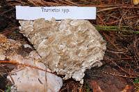 Attēlu rezultāti vaicājumam “Postia floriformis”