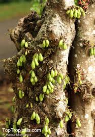 Attēlu rezultāti vaicājumam “Bilimbia tetramera”