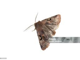 Attēlu rezultāti vaicājumam “Orthosia gothica”