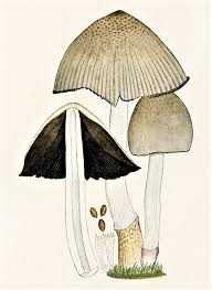 Attēlu rezultāti vaicājumam “Coprinus atramentarius”