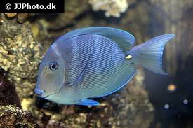 Image result for Acanthurus coeruleus