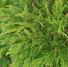 Attēlu rezultāti vaicājumam “Juniperus sabina”