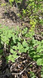 Attēlu rezultāti vaicājumam “Galega orientalis leaf”