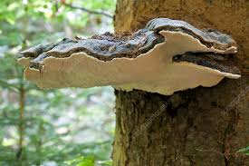 Attēlu rezultāti vaicājumam “Fomitopsis pinicola”