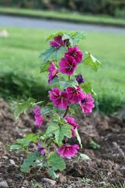 Image result for Malva sylvestris var. mauritiana