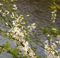 Attēlu rezultāti vaicājumam “Prunus cerasifera var. divaricata”