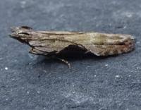 Attēlu rezultāti vaicājumam “Hypatima rhomboidella”