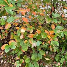 Attēlu rezultāti vaicājumam “Aronia melanocarpa bud”