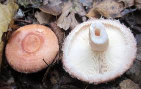 Attēlu rezultāti vaicājumam “Lactarius torminosus”