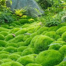 Attēlu rezultāti vaicājumam “| Dicranum”