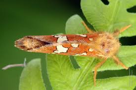 Attēlu rezultāti vaicājumam “Phymatopus hecta”