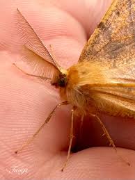 Attēlu rezultāti vaicājumam “Colotois pennaria”