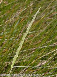 Attēlu rezultāti vaicājumam “Agrostis stolonifera subsp. straminea”