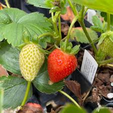 Attēlu rezultāti vaicājumam “Fragaria x ananassa”