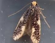 Attēlu rezultāti vaicājumam “Monopis weaverella”