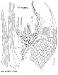 Attēlu rezultāti vaicājumam “Warnstorfia fluitans”