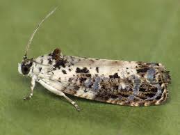 Attēlu rezultāti vaicājumam “Hedya salicella”