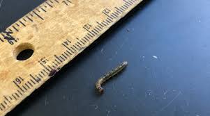 Attēlu rezultāti vaicājumam “Agrotis ripae larva”