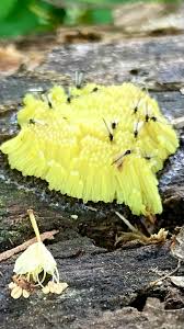 Attēlu rezultāti vaicājumam “Stemonitis marjana stalked”