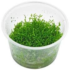 Attēlu rezultāti vaicājumam “Plagiomnium affine”