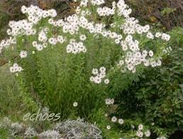 Image result for Leucanthemella serotina