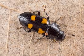 Attēlu rezultāti vaicājumam “Glischrochilus quadripunctatus”