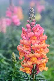 Attēlu rezultāti vaicājumam “Antirrhinum majus flower”