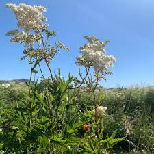 Attēlu rezultāti vaicājumam “Filipendula ulmaria  flower”