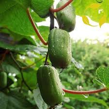 Attēlu rezultāti vaicājumam “Actinidia kolomikta”