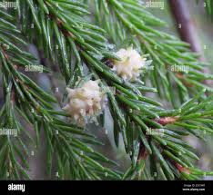 Attēlu rezultāti vaicājumam “Adelges laricis”