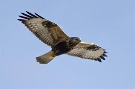 Attēlu rezultāti vaicājumam “Buteo lagopus”