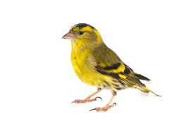 Attēlu rezultāti vaicājumam “Carduelis spinus”