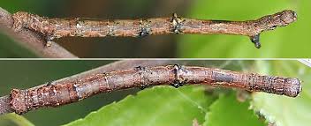 Attēlu rezultāti vaicājumam “Ennomos autumnaria”