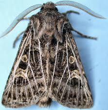 Attēlu rezultāti vaicājumam “Tholera decimalis male”