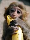 funny monkey Images
