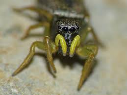 Attēlu rezultāti vaicājumam “Heliophanus sp.”