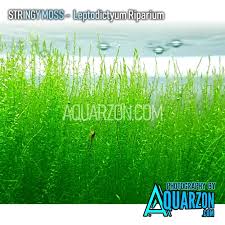 Attēlu rezultāti vaicājumam “Leptodictyum riparium”