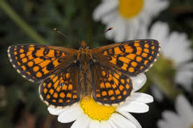 Attēlu rezultāti vaicājumam “Mellicta athalia larva”