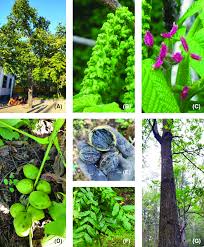 Attēlu rezultāti vaicājumam “Juglans mandshurica female flower”