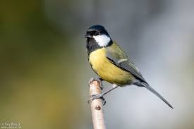 Attēlu rezultāti vaicājumam “Parus major male”