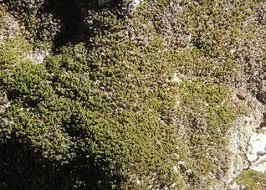 Attēlu rezultāti vaicājumam “Syntrichia latifolia macro”