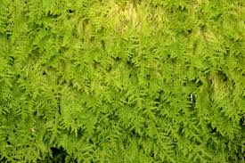 Attēlu rezultāti vaicājumam “Thuidium assimile”