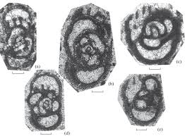 Attēlu rezultāti vaicājumam “Lycogala convexum young”