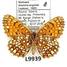 Attēlu rezultāti vaicājumam “Melitaea diamina”