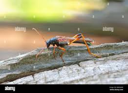 Attēlu rezultāti vaicājumam “Necydalis major”