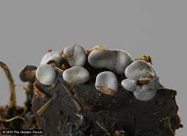 Attēlu rezultāti vaicājumam “Diderma globosum”