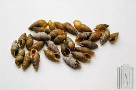 Attēlu rezultāti vaicājumam “Ena montana”